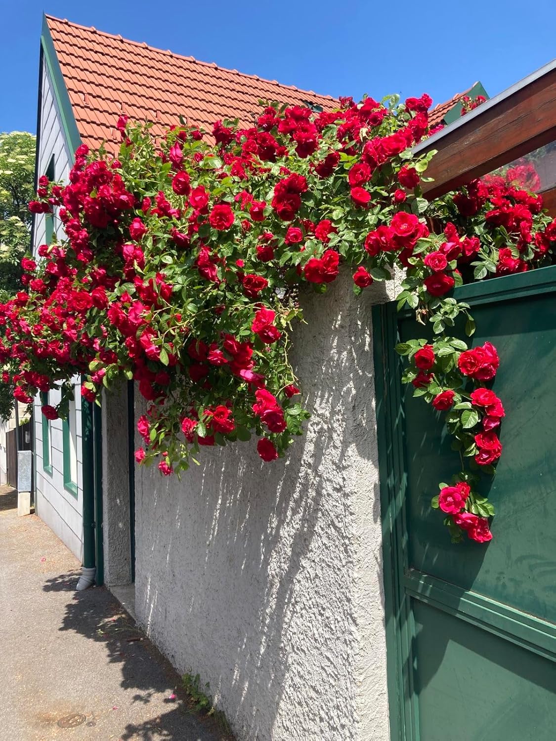 Switzerland's Elegant Climbing Rose Flower Seeds