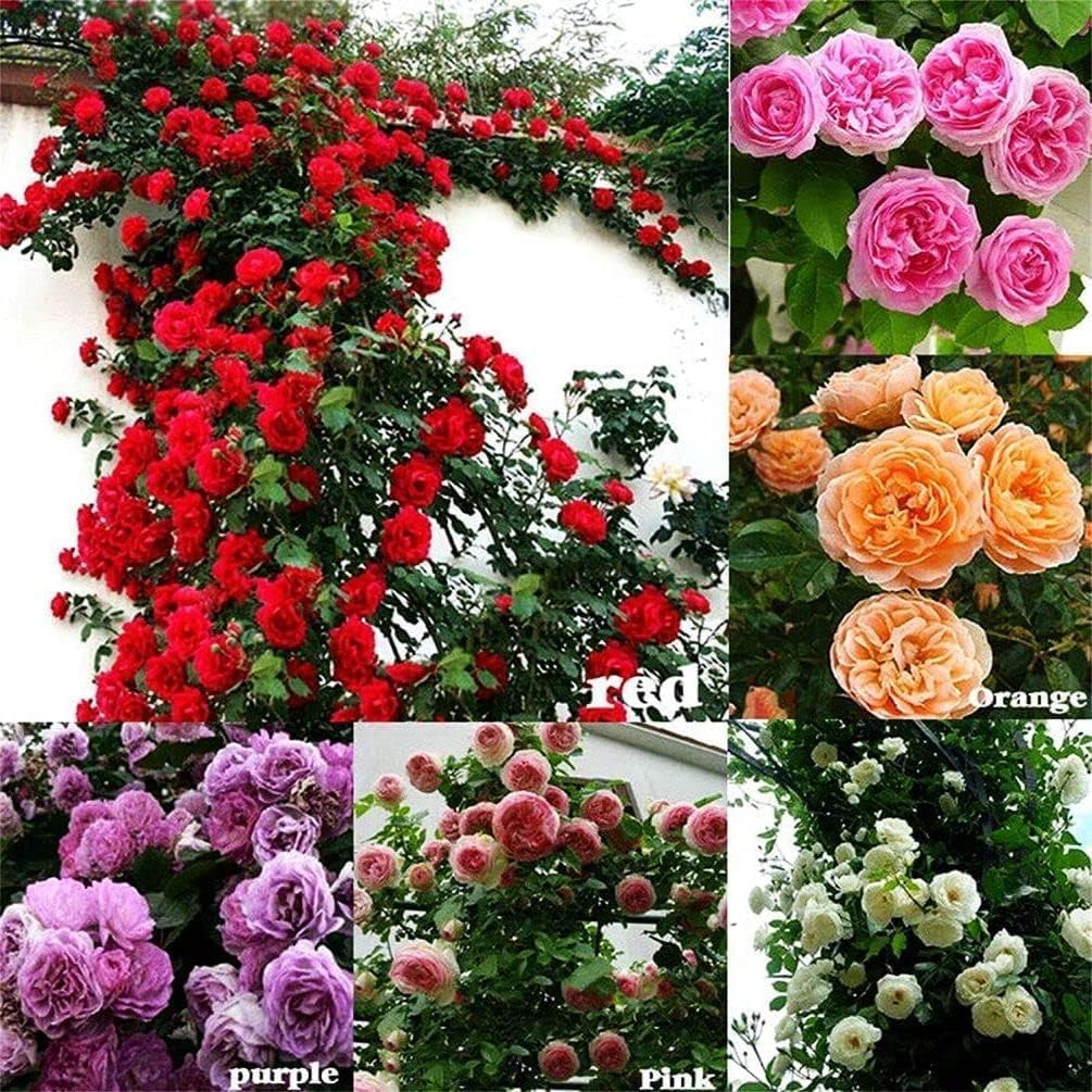Switzerland's Elegant Climbing Rose Flower Seeds