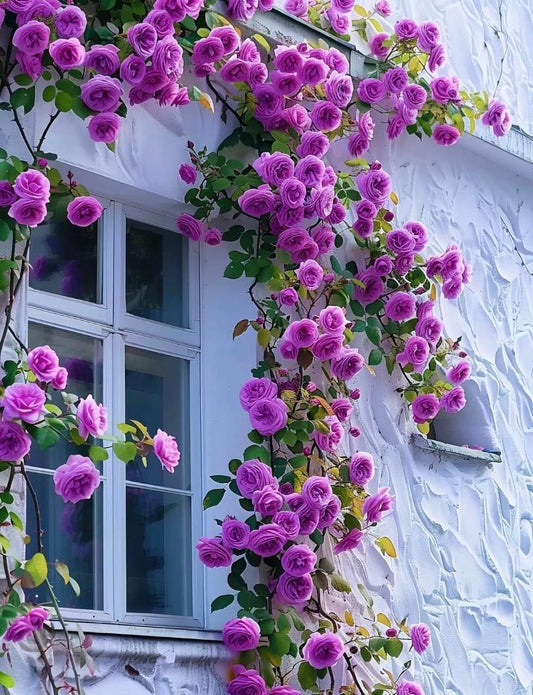 Switzerland's Elegant Climbing Rose Flower Seeds